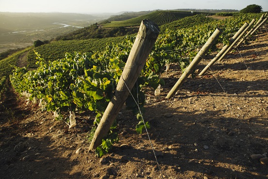 Leyda vineyard